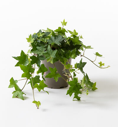 Eføy grønn Eføy grønn